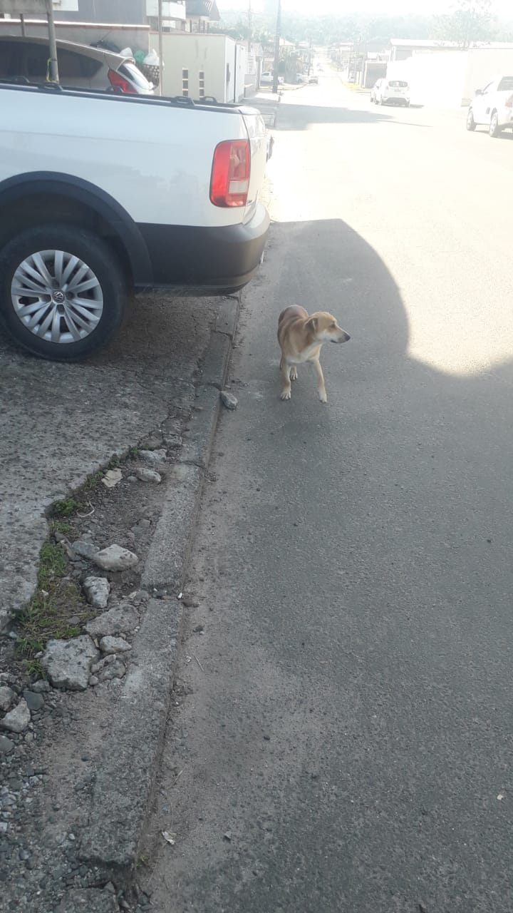 Indicação do vereador Zelindo Moretto propõe recolhimento de cães de rua em Nova Veneza 1 Indicação do vereador Zelindo Moretto propõe recolhimento de cães de rua em Nova Veneza