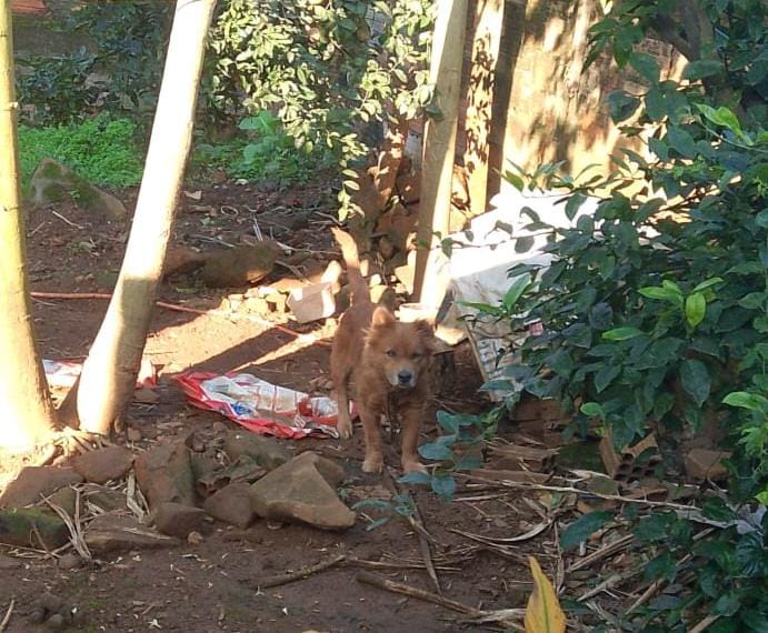 Menina atacada por cão em Nova Veneza irá passar por nova cirurgia