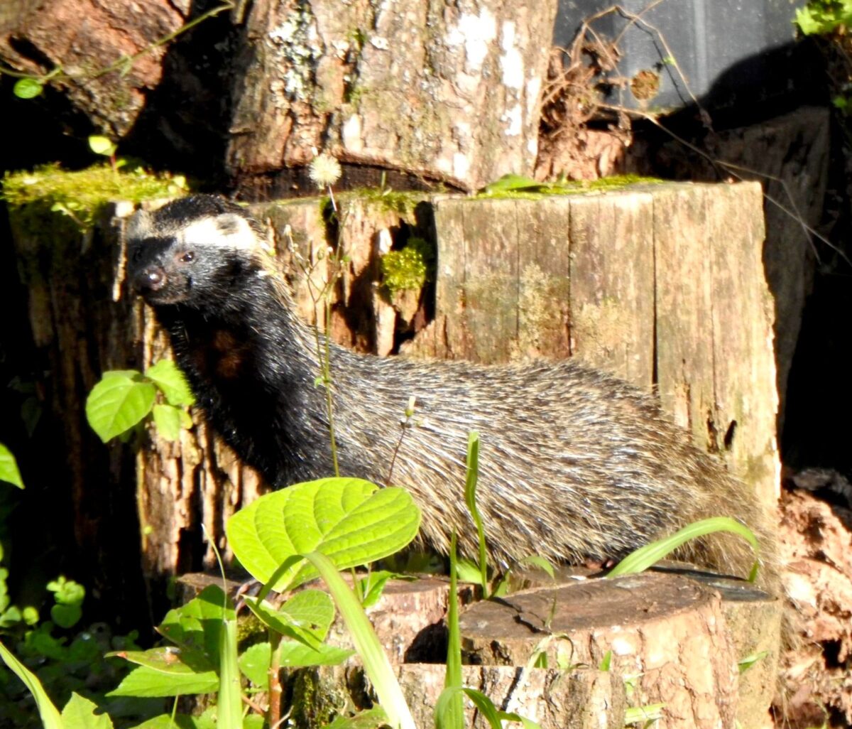 A riqueza da fauna no centro de Nova Veneza: um tesouro preservado