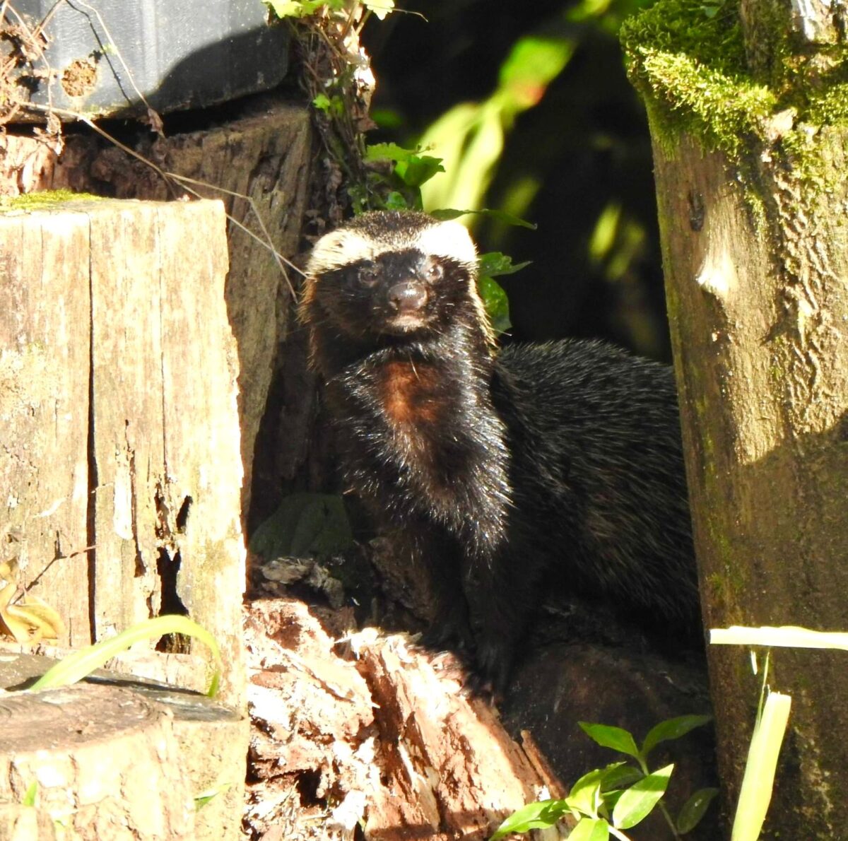A riqueza da fauna no centro de Nova Veneza: um tesouro preservado