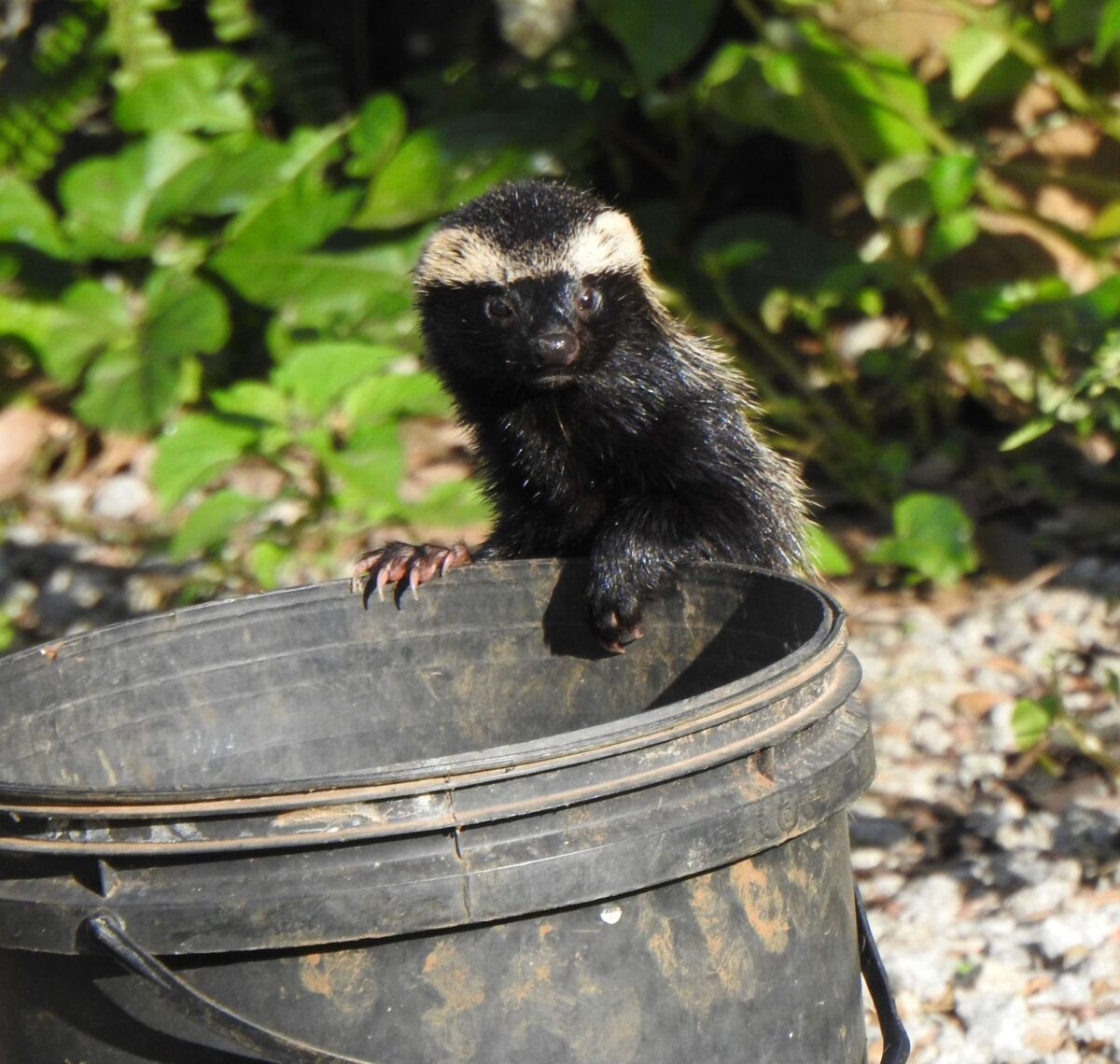 A riqueza da fauna no centro de Nova Veneza: um tesouro preservado