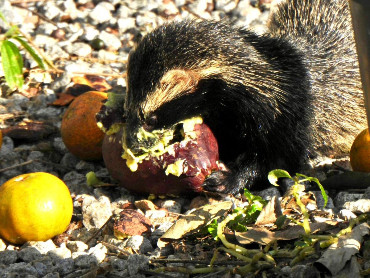 A riqueza da fauna no centro de Nova Veneza: um tesouro preservado