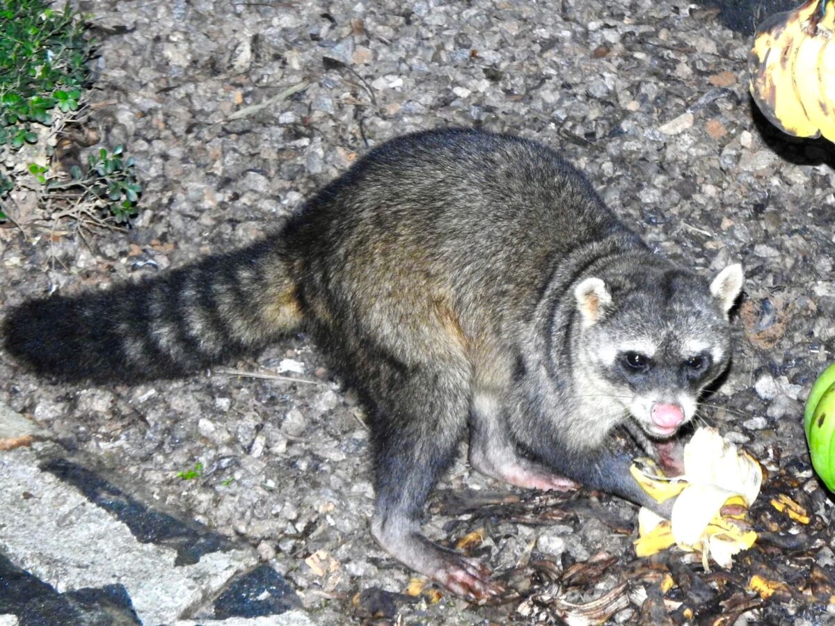 A riqueza da fauna no centro de Nova Veneza: um tesouro preservado