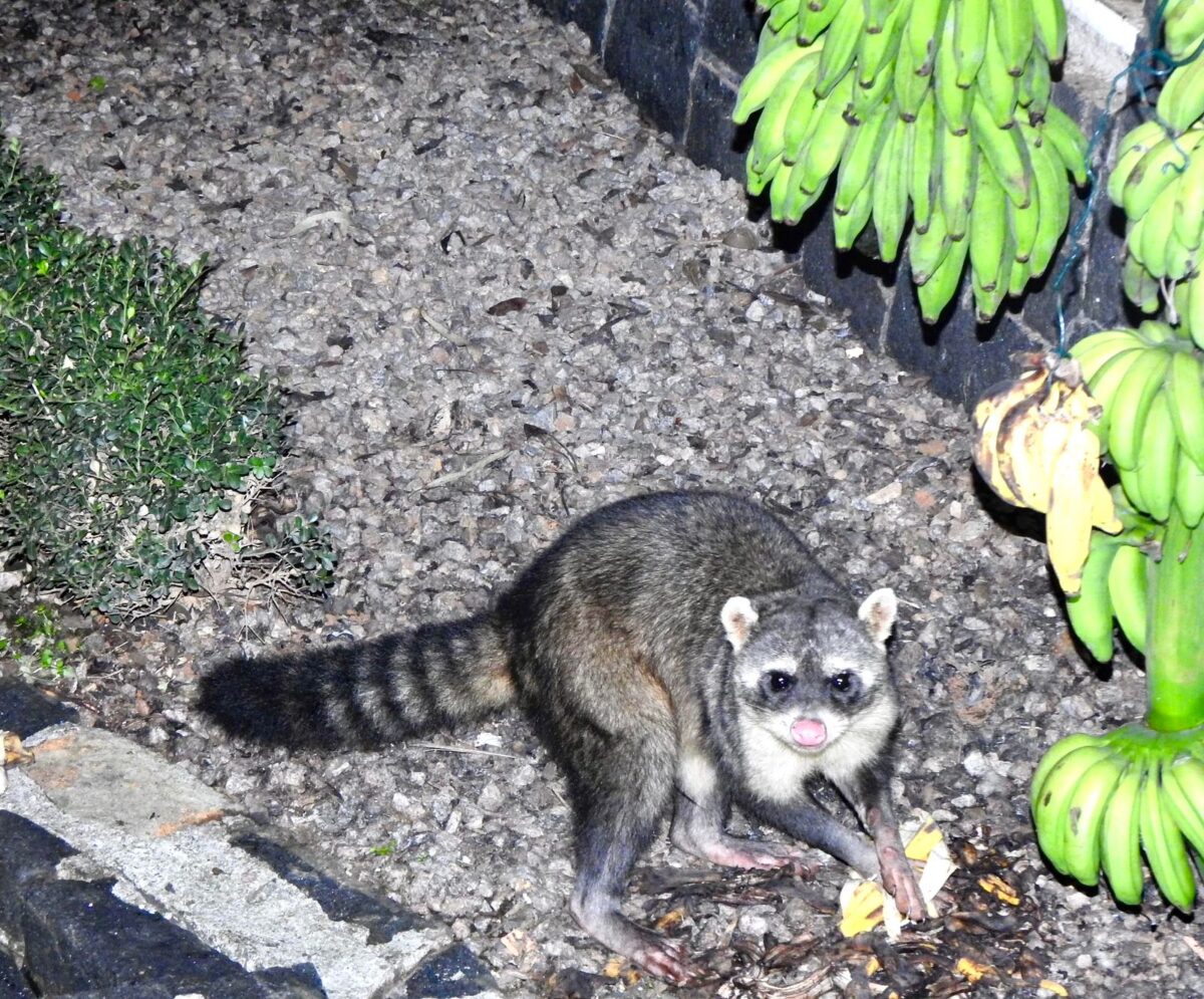 A riqueza da fauna no centro de Nova Veneza: um tesouro preservado