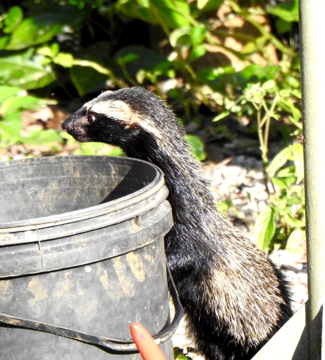 A riqueza da fauna no centro de Nova Veneza: um tesouro preservado