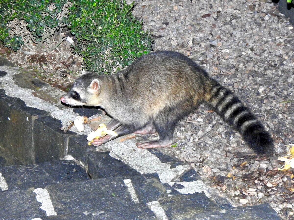 A riqueza da fauna no centro de Nova Veneza: um tesouro preservado