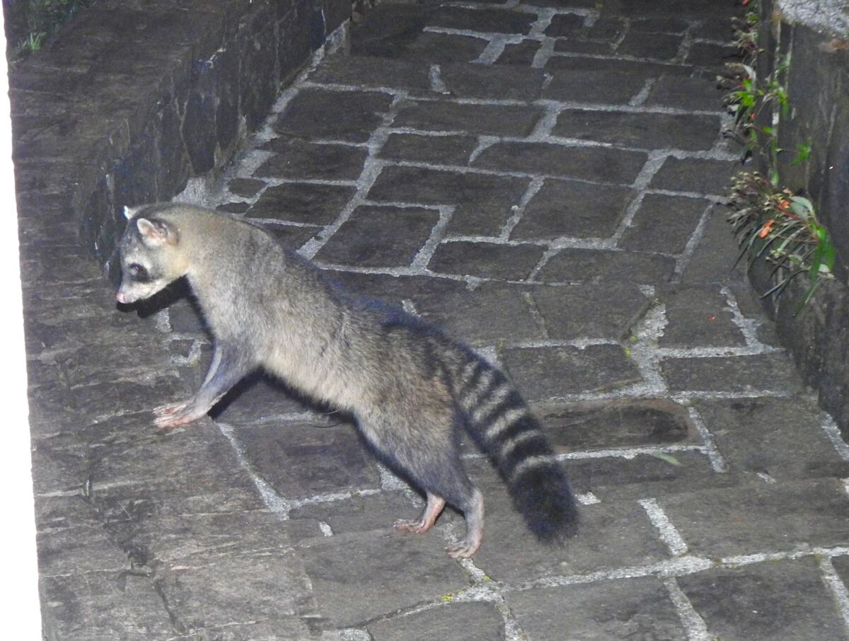 A riqueza da fauna no centro de Nova Veneza: um tesouro preservado