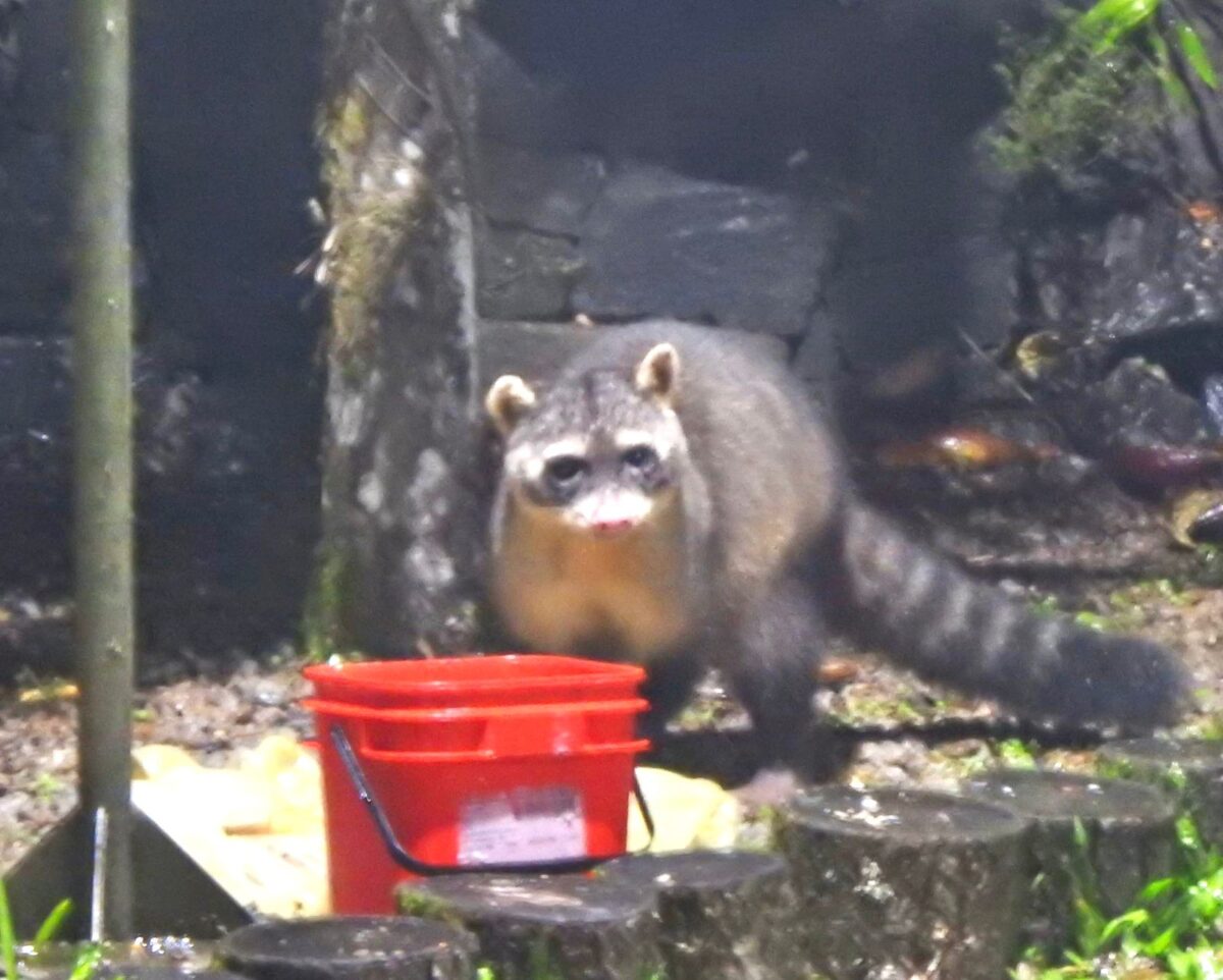 A riqueza da fauna no centro de Nova Veneza: um tesouro preservado