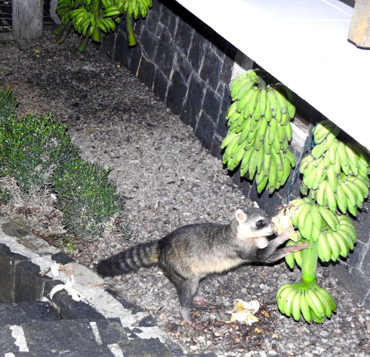 A riqueza da fauna no centro de Nova Veneza: um tesouro preservado