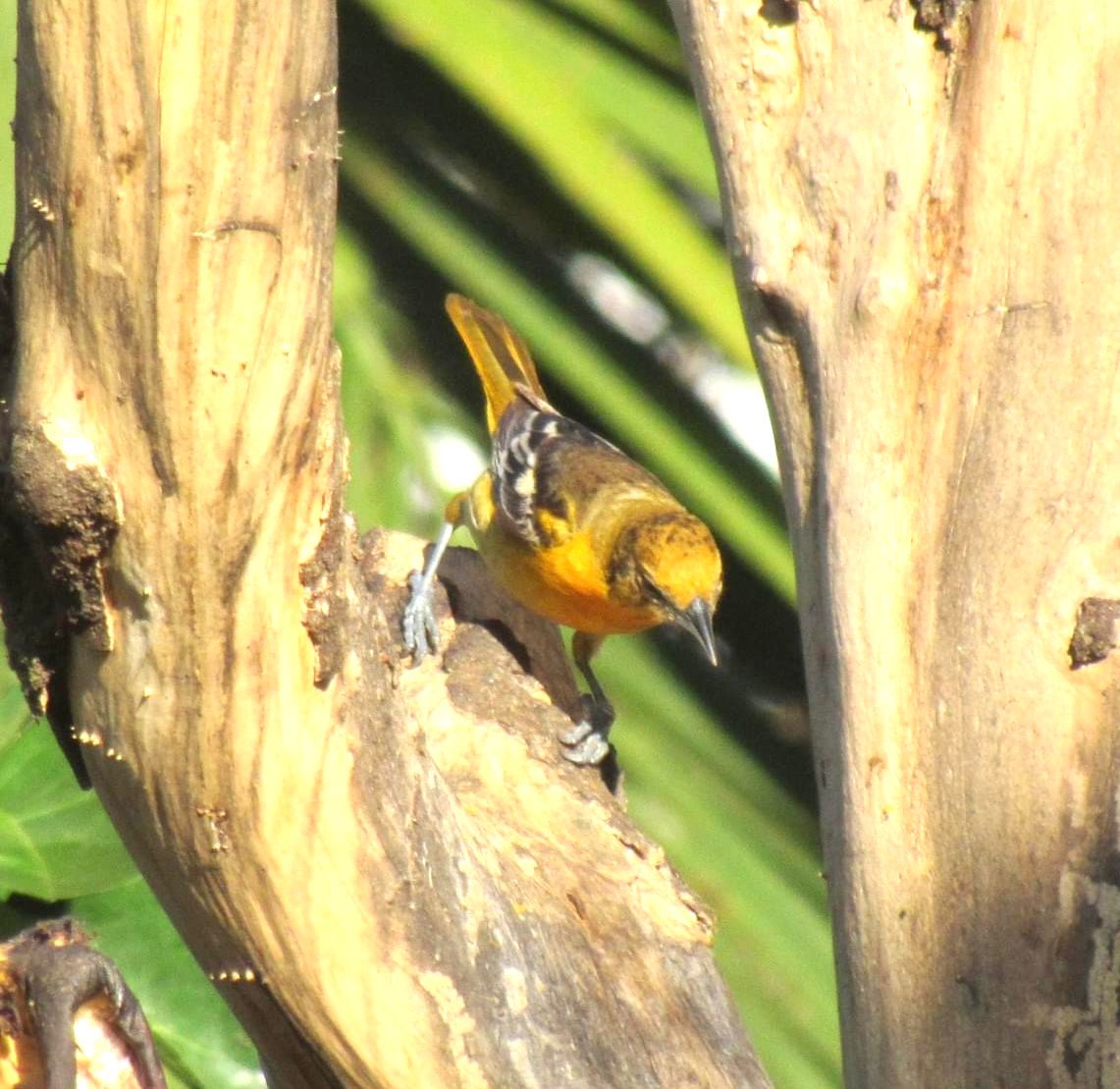 A riqueza da fauna no centro de Nova Veneza: um tesouro preservado