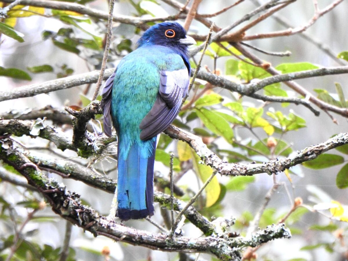 A riqueza da fauna no centro de Nova Veneza: um tesouro preservado
