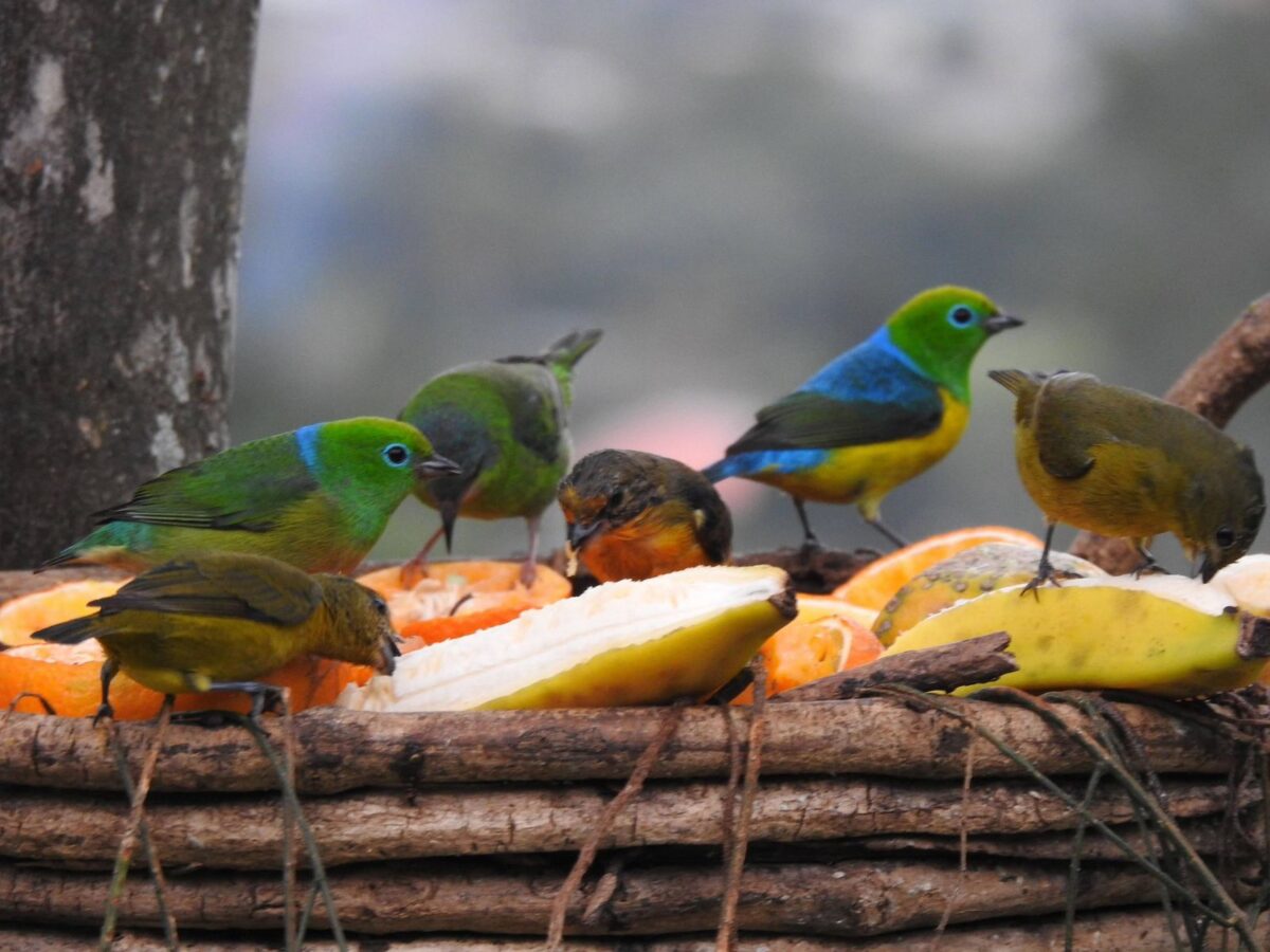 A riqueza da fauna no centro de Nova Veneza: um tesouro preservado
