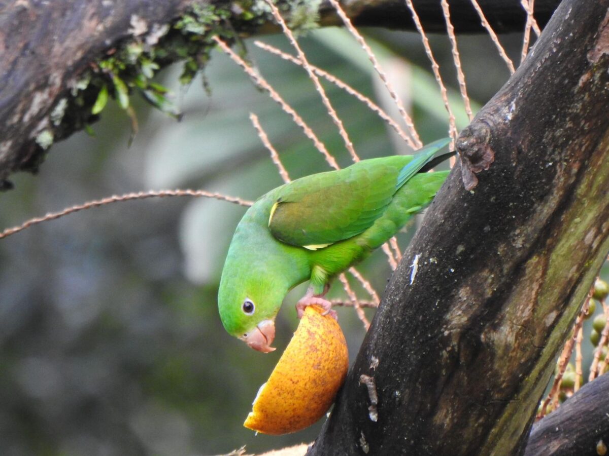 A riqueza da fauna no centro de Nova Veneza: um tesouro preservado