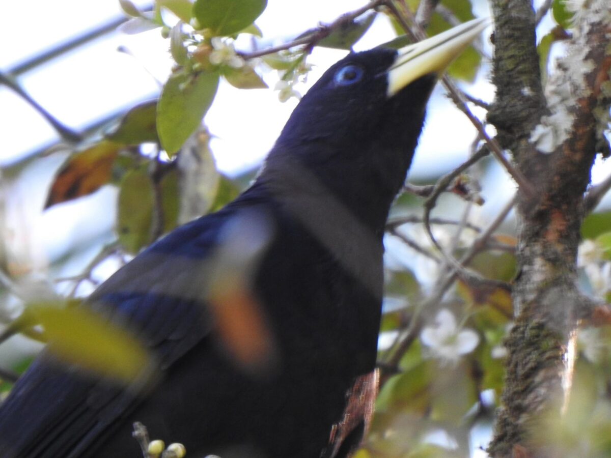 A riqueza da fauna no centro de Nova Veneza: um tesouro preservado
