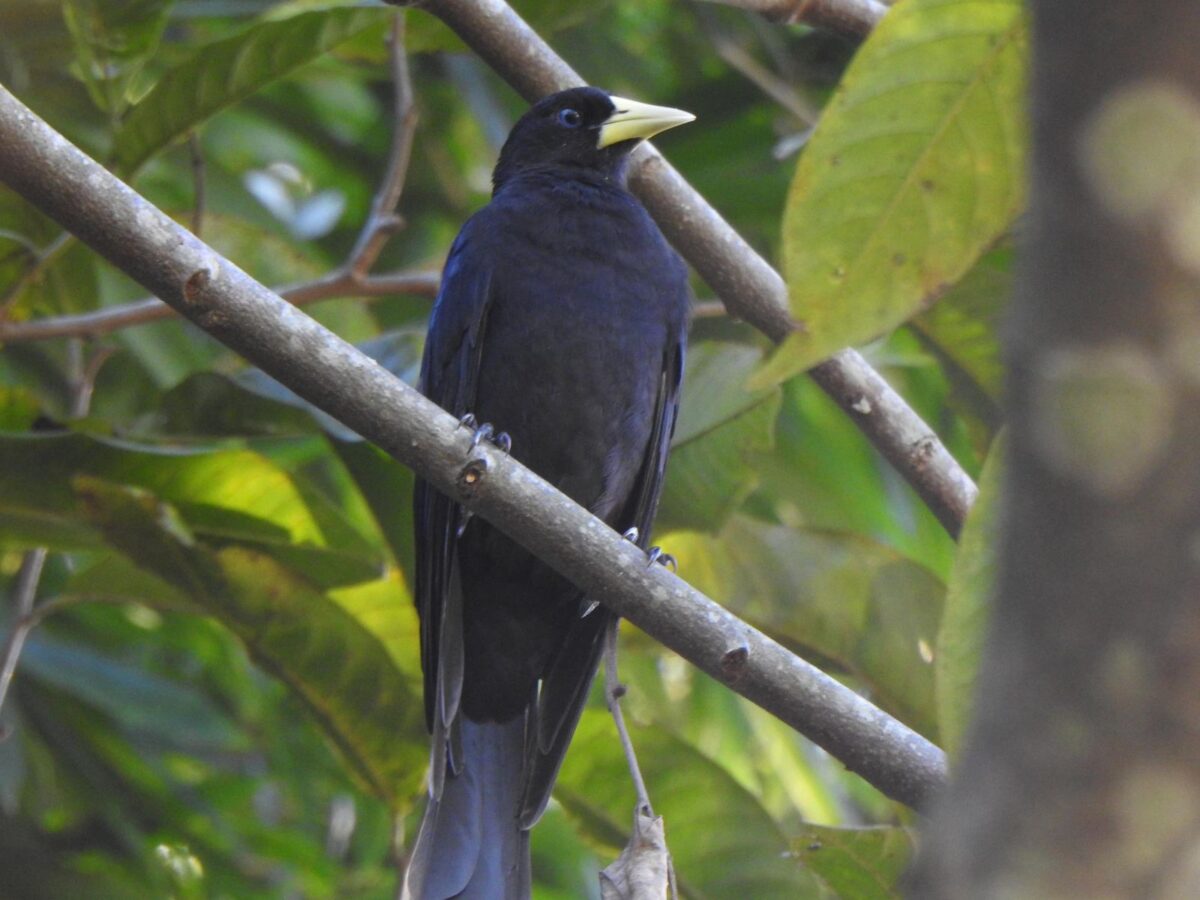 A riqueza da fauna no centro de Nova Veneza: um tesouro preservado