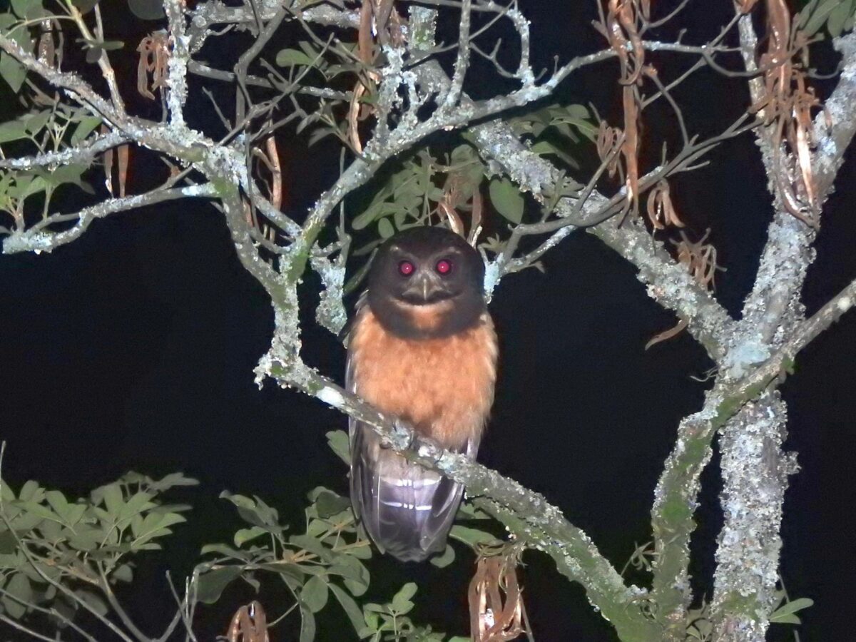 A riqueza da fauna no centro de Nova Veneza: um tesouro preservado