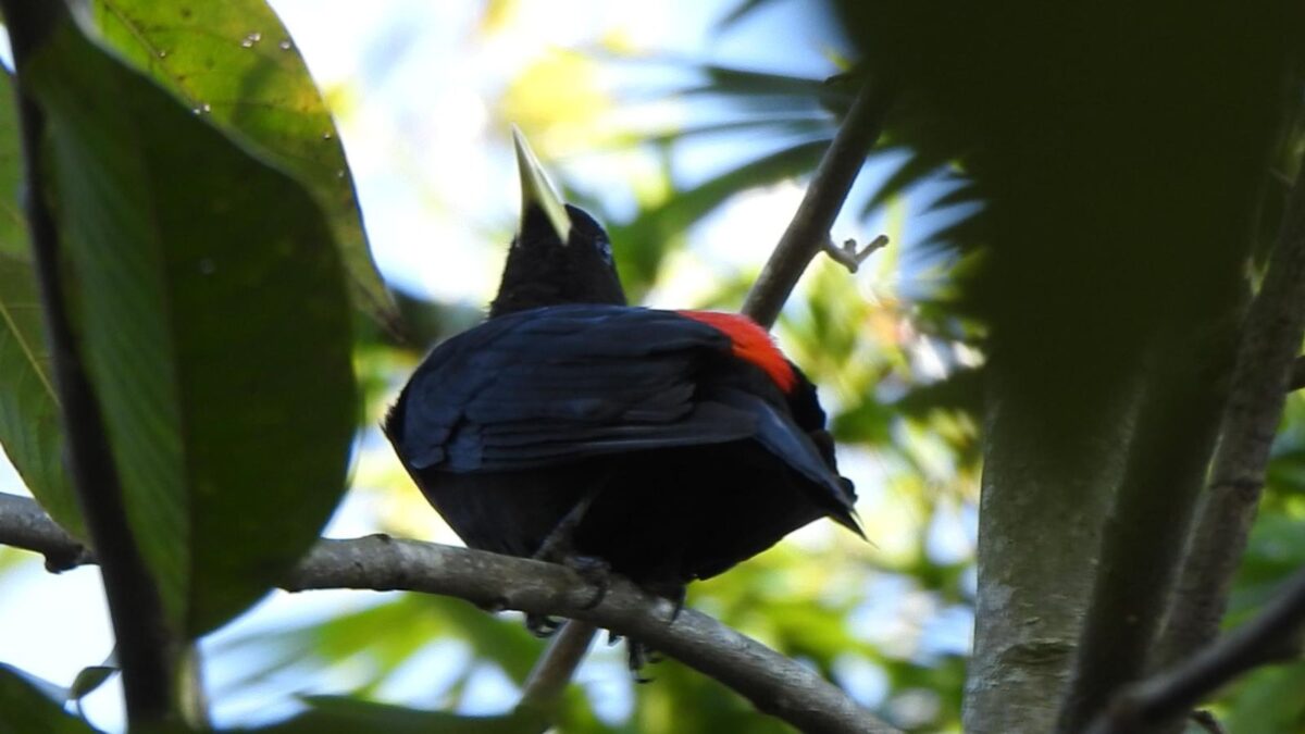 A riqueza da fauna no centro de Nova Veneza: um tesouro preservado
