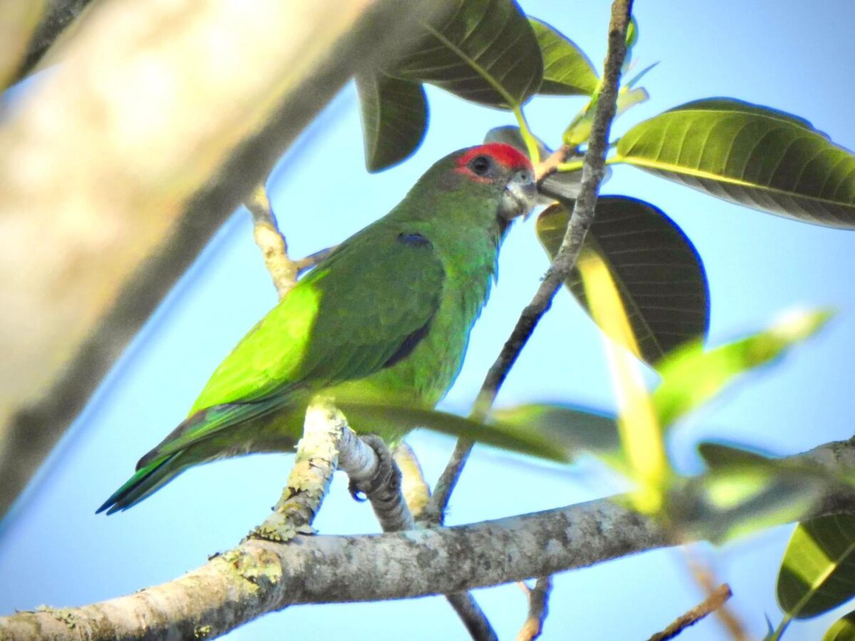 A riqueza da fauna no centro de Nova Veneza: um tesouro preservado