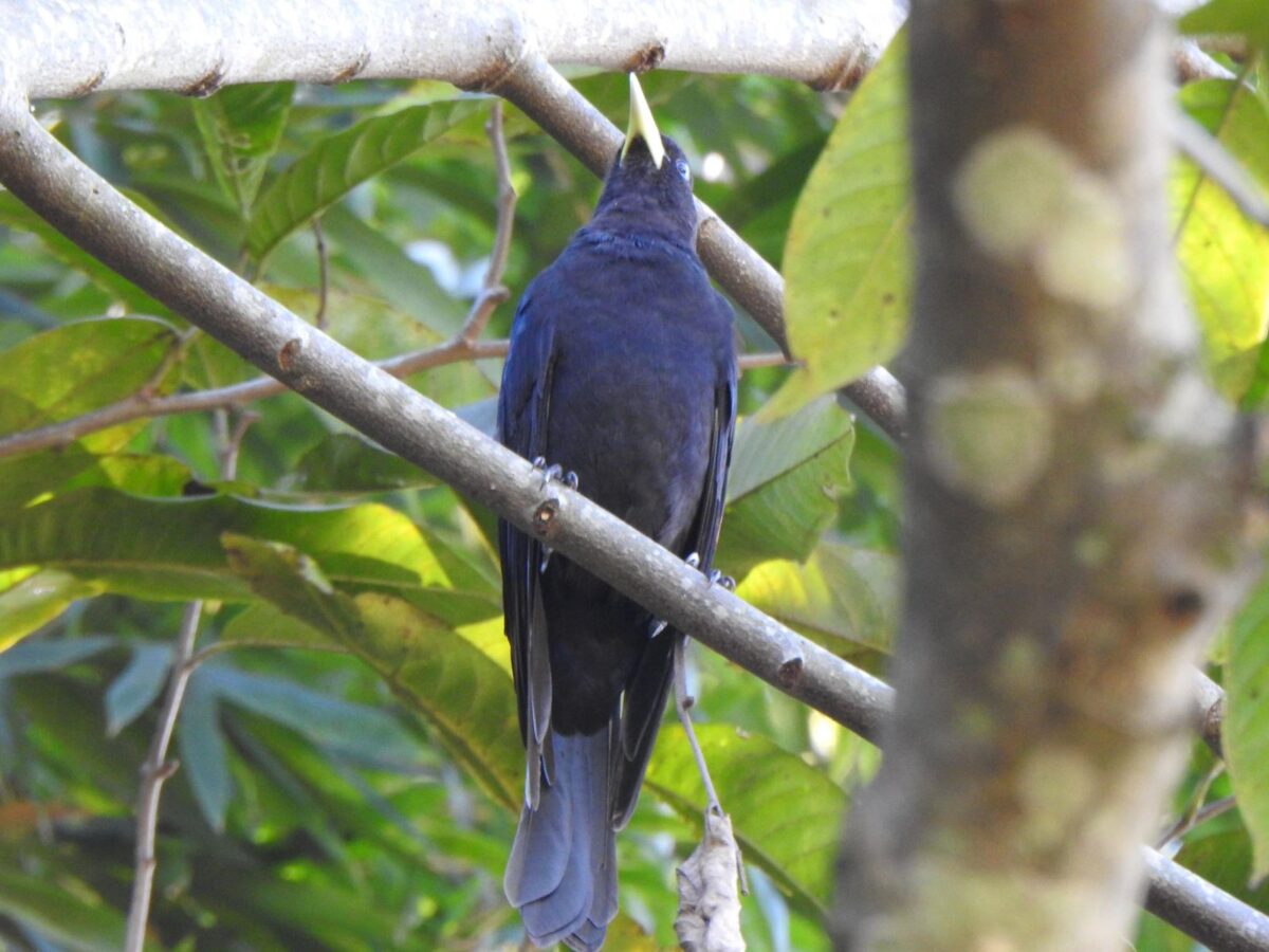 A riqueza da fauna no centro de Nova Veneza: um tesouro preservado