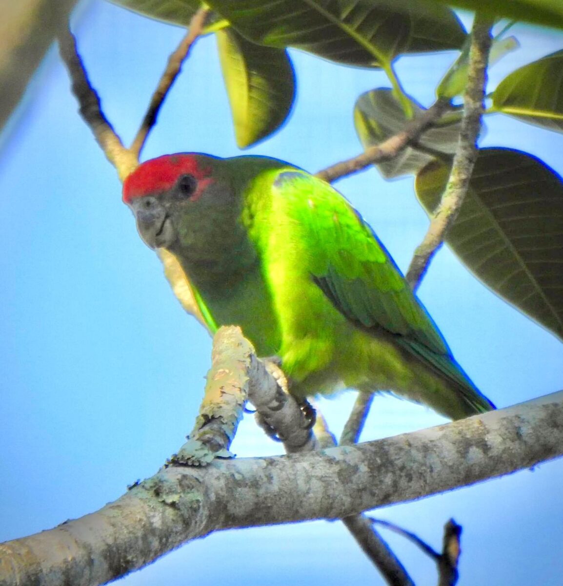 A riqueza da fauna no centro de Nova Veneza: um tesouro preservado