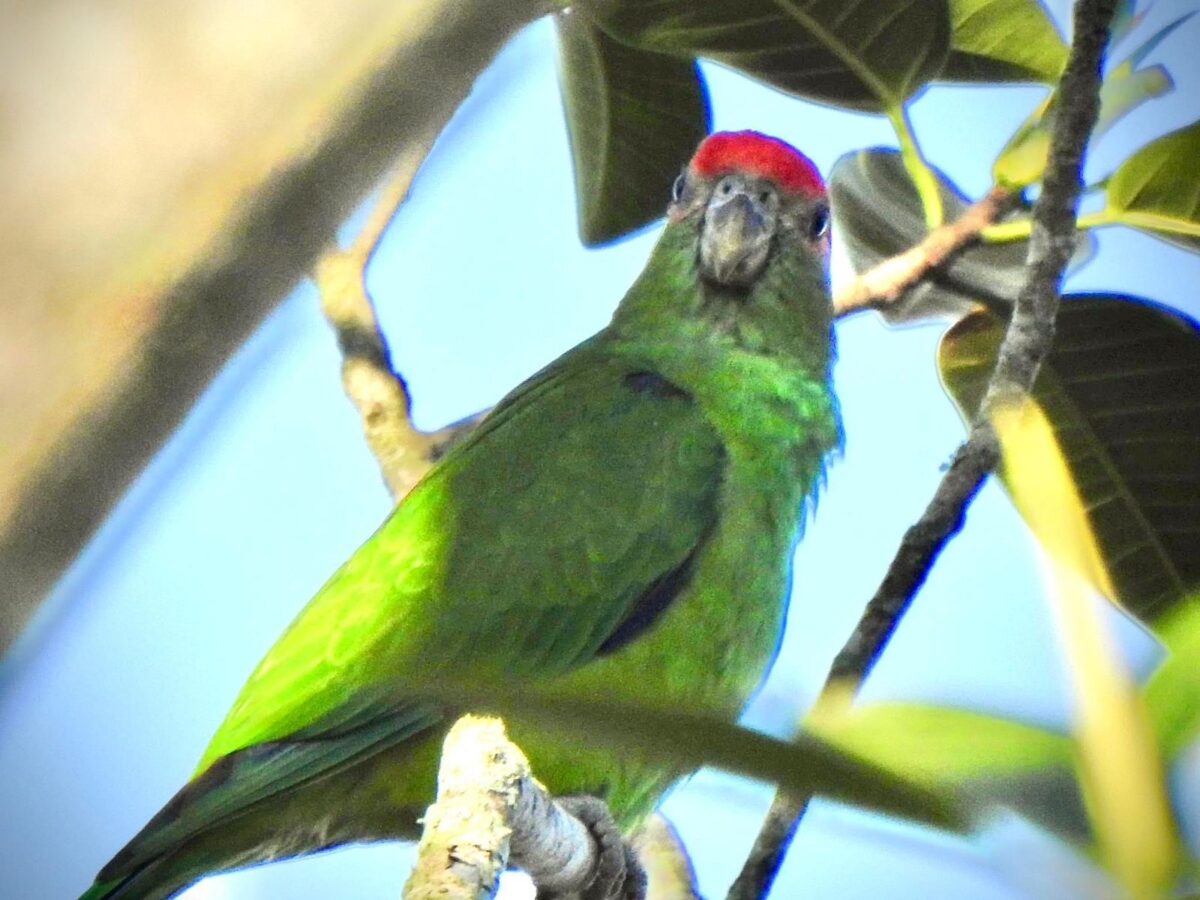 A riqueza da fauna no centro de Nova Veneza: um tesouro preservado