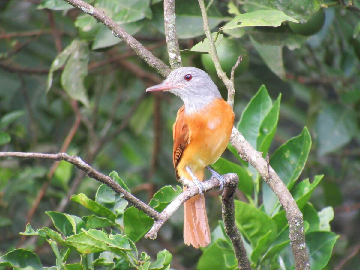 A riqueza da fauna no centro de Nova Veneza: um tesouro preservado