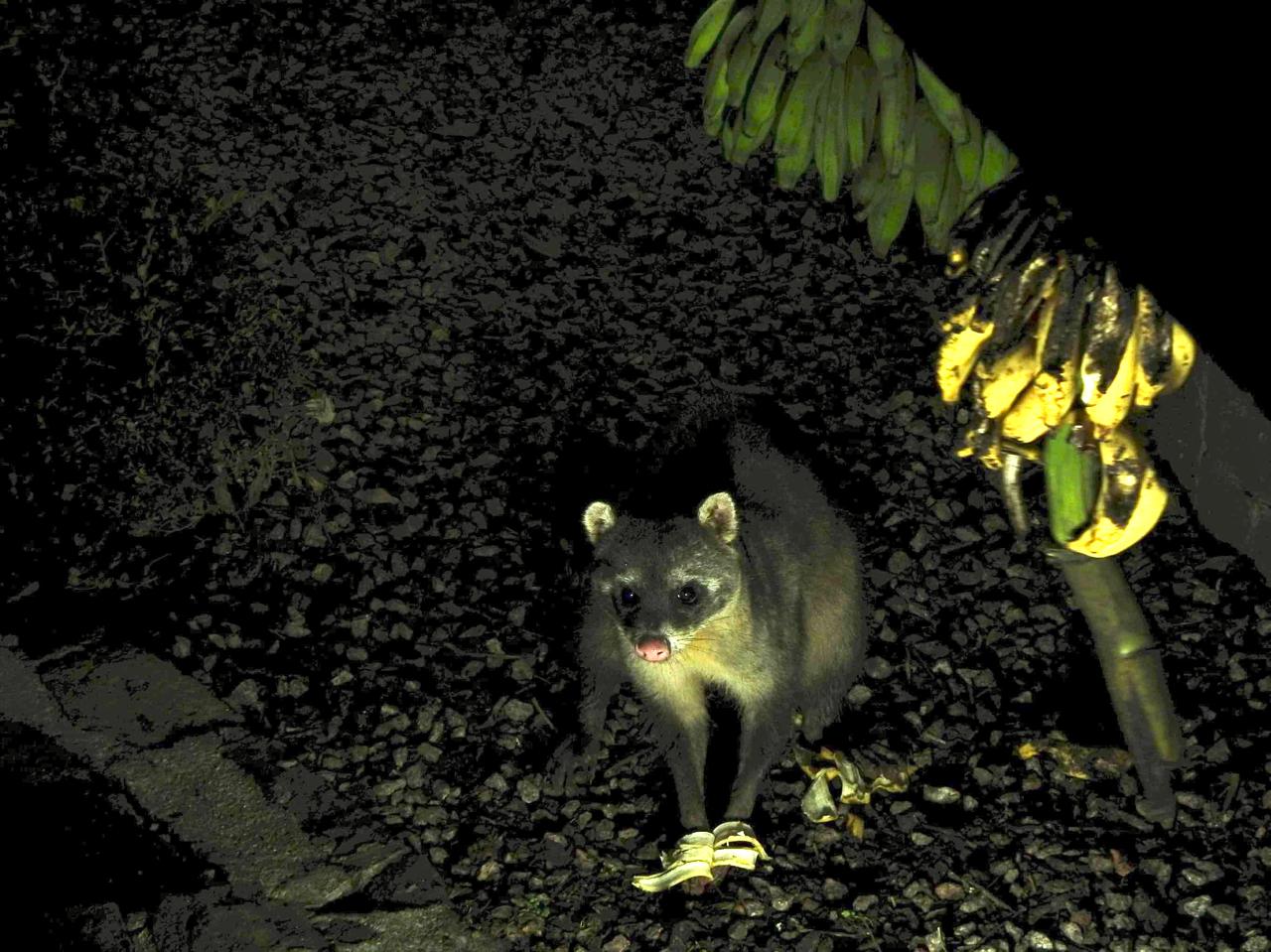 A riqueza da fauna no centro de Nova Veneza: um tesouro preservado