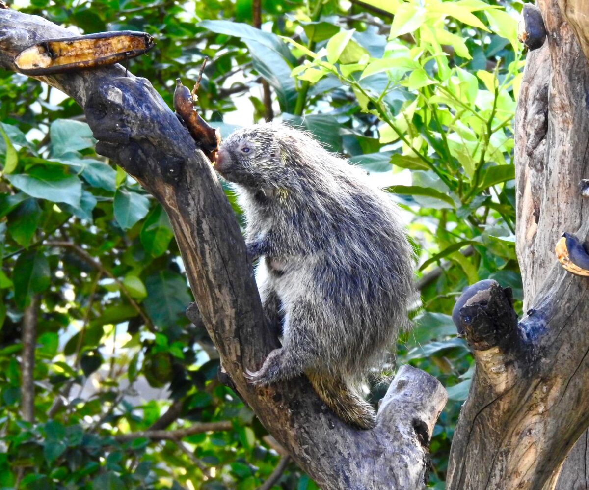 A riqueza da fauna no centro de Nova Veneza: um tesouro preservado